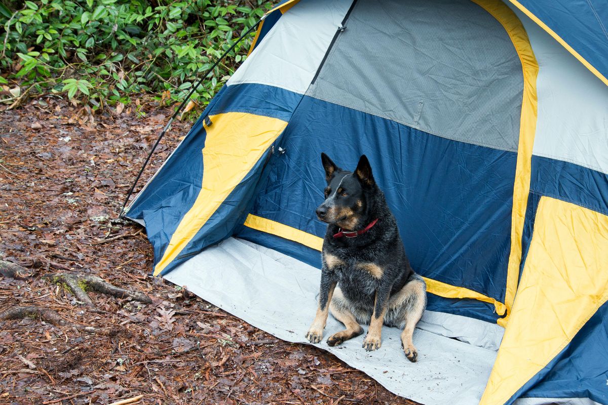 Hund vor Zelt