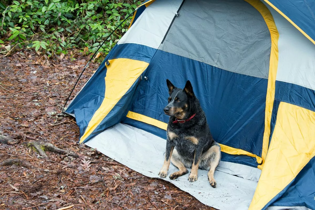 Dog in front of tent