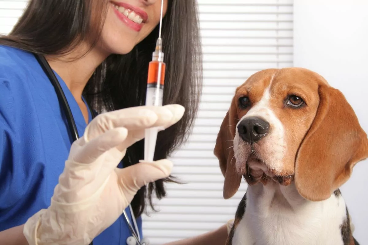 Dog looking at the vaccine