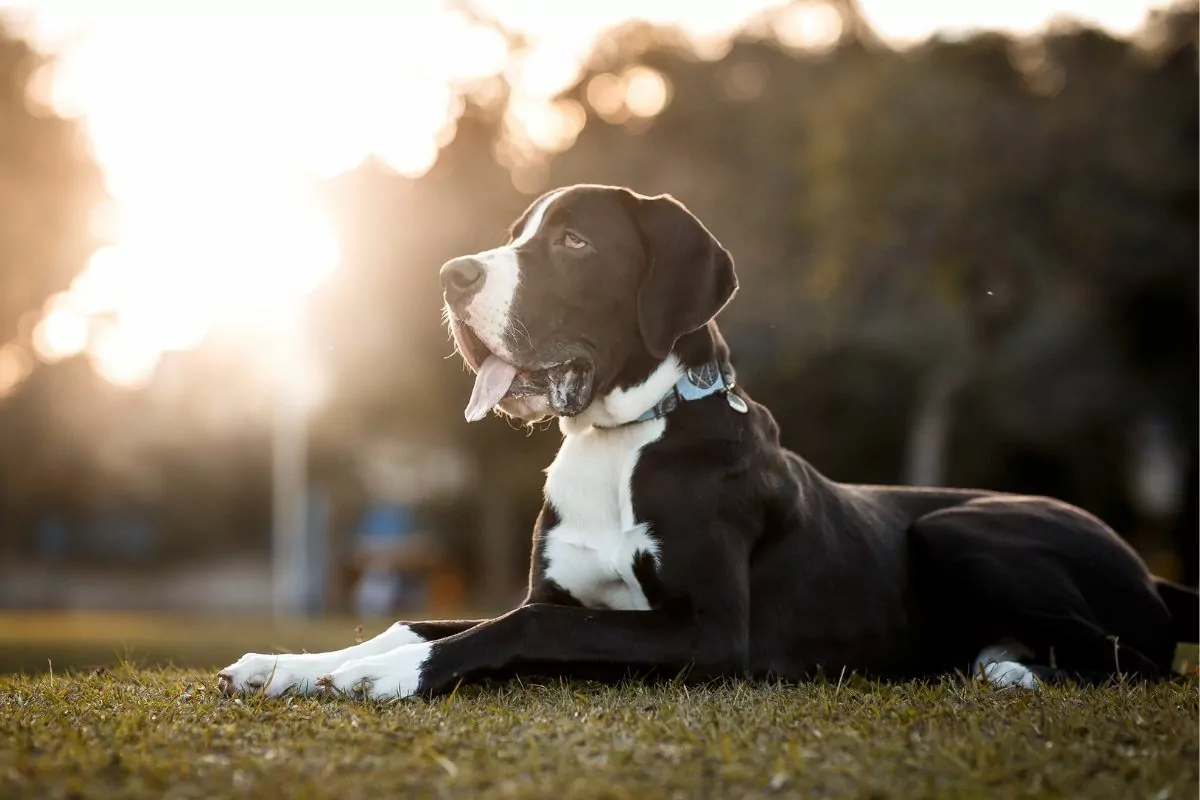 Great Dane dog portrait