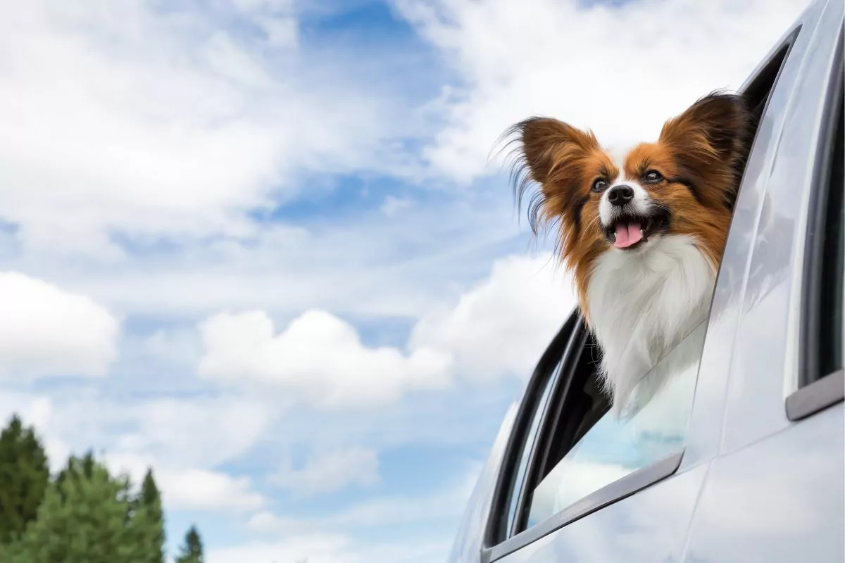Papillon dog traveling in car