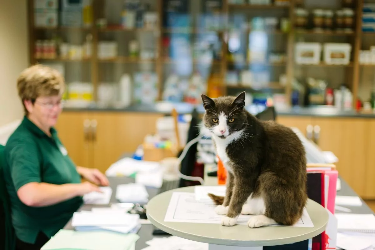 Veterinary Hospital reception cat