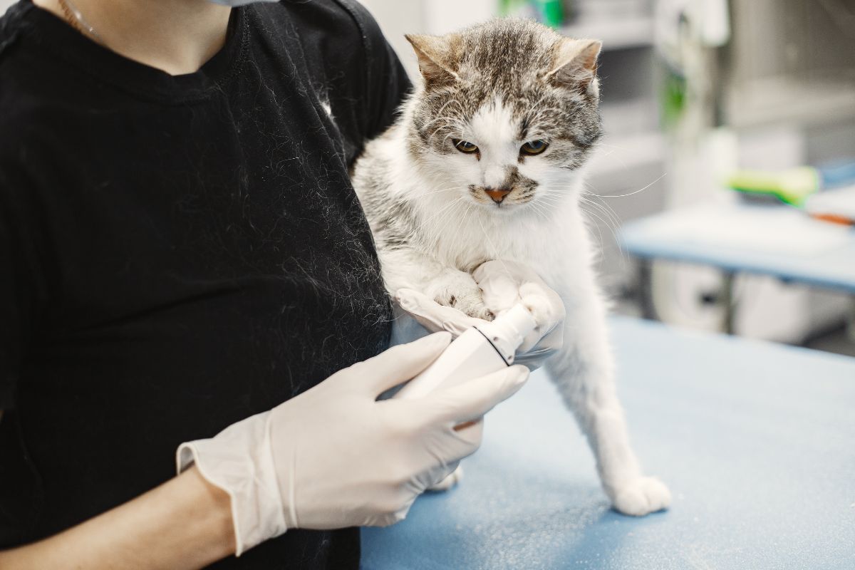 Gatto bianco tenuto da un veterinario