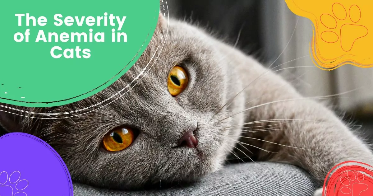 anemia in cats