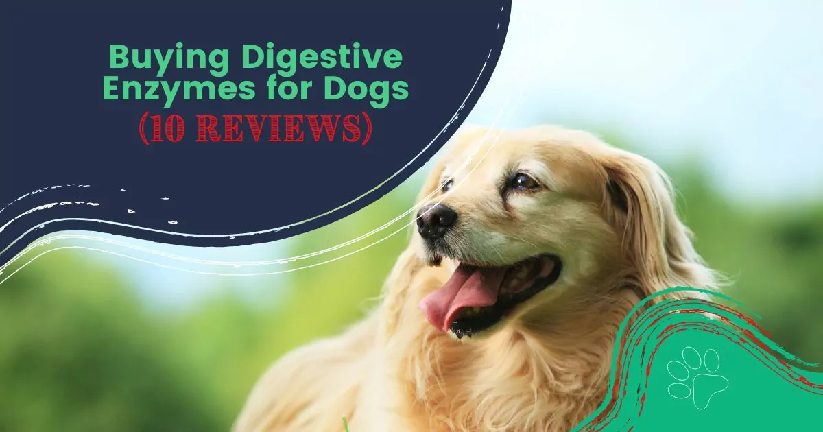 enzymes digestives pour chiens