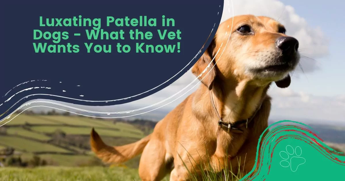 luxating patella in dogs