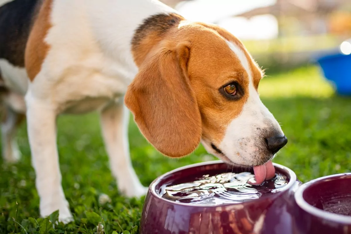 Beagle dog drinking water from bowl