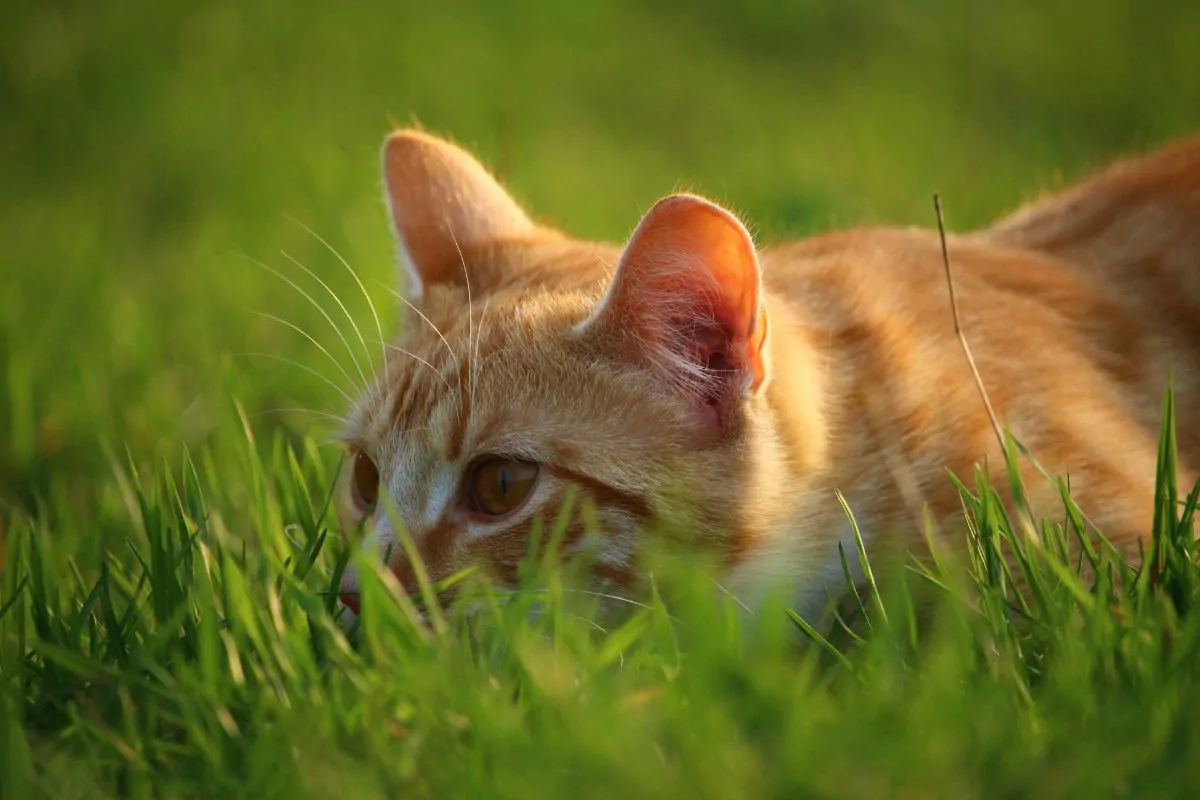Cat hiding in the grass