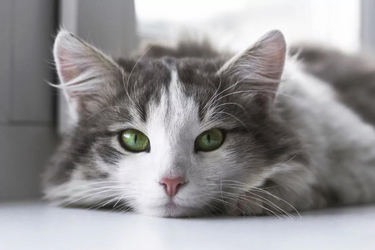 Cute cat with green eyes