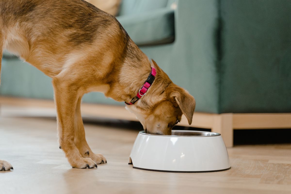 Dog drinking water from a no spill bowl
