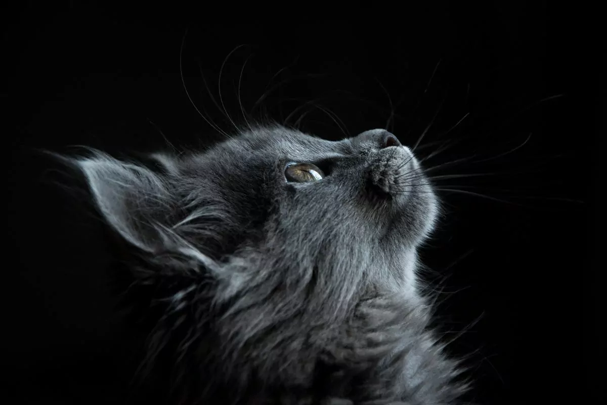 Gray cat in black background