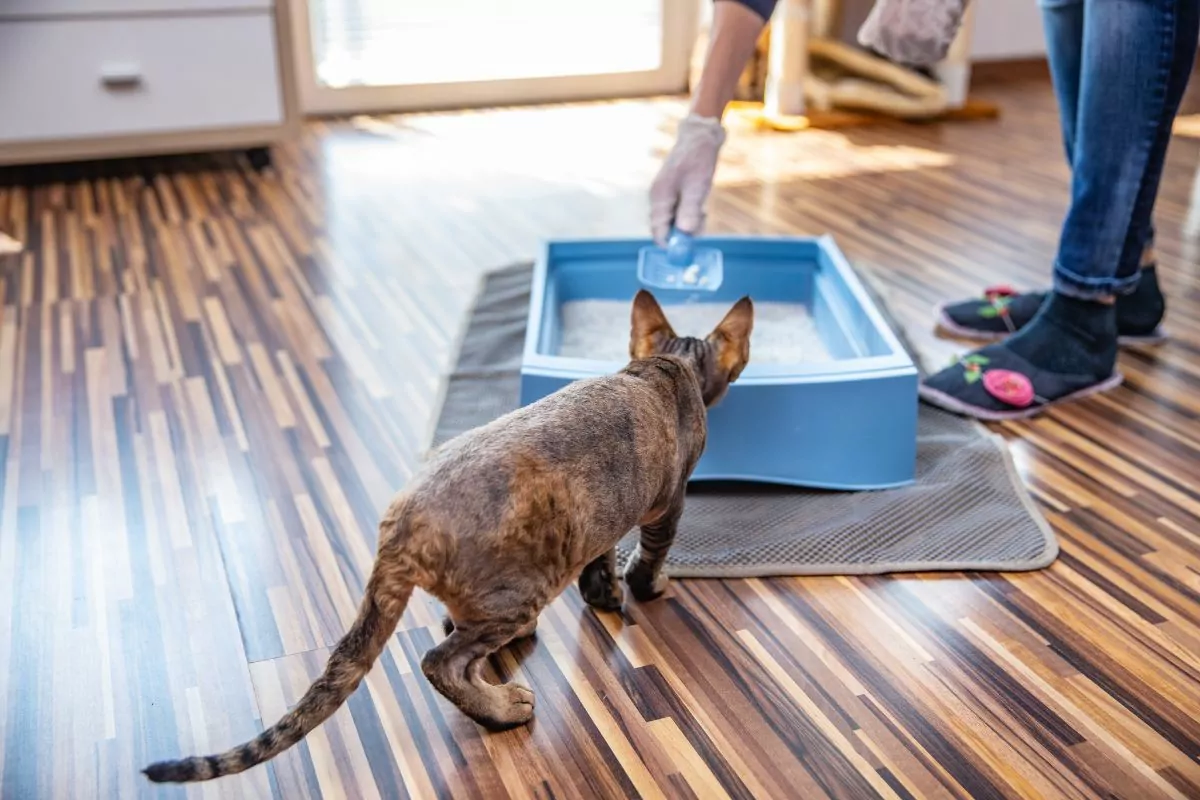 Pet owner cleaning litter box