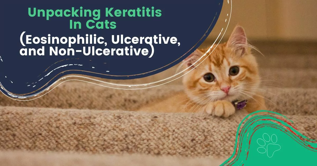 keratitis in cats