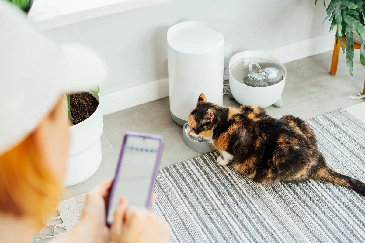 Cat and smart feeder