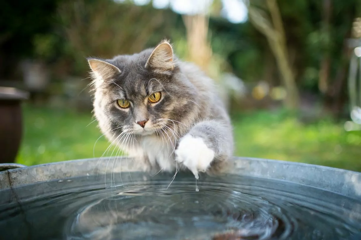 Cat playing in water