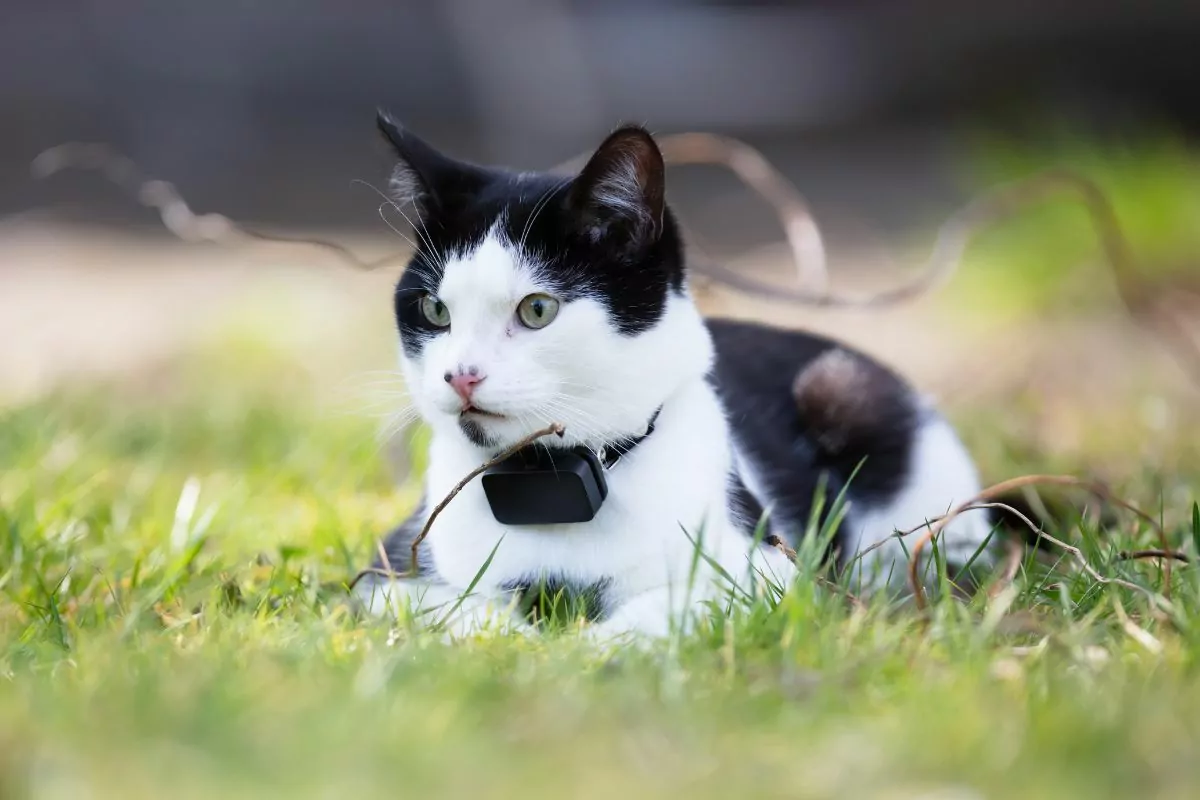 Cat with GPS Tracker