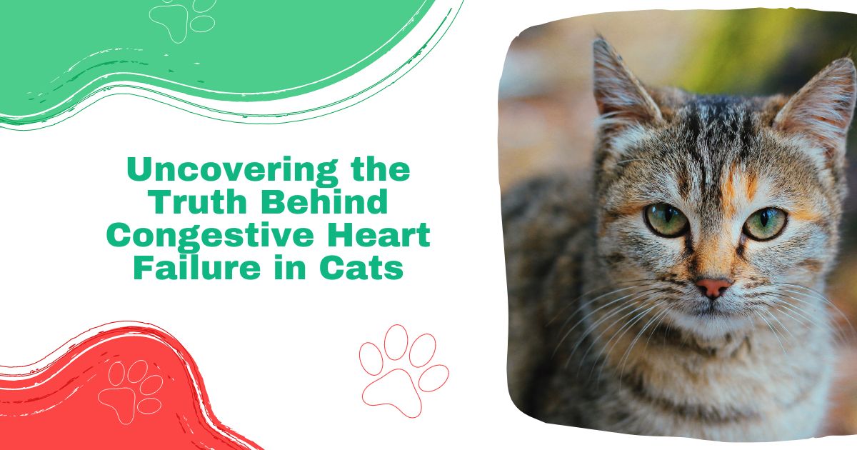 Herzinsuffizienz bei Katzen