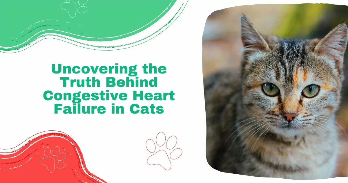 Congestive Heart Failure in Cats
