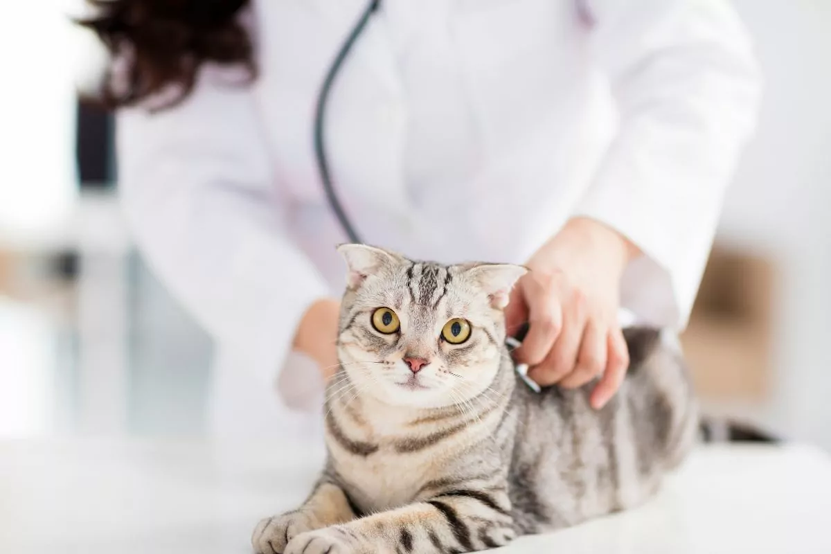 Female veterinarian with cat