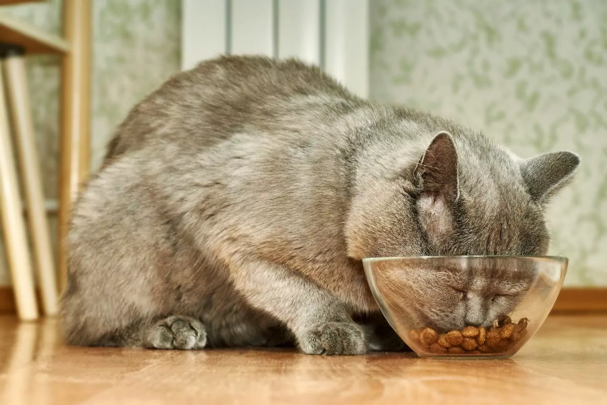 Grey cat eating food