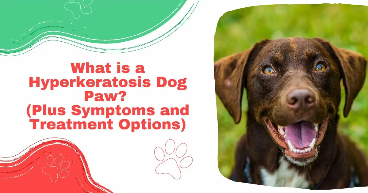 Hyperkeratosis Dog Paw