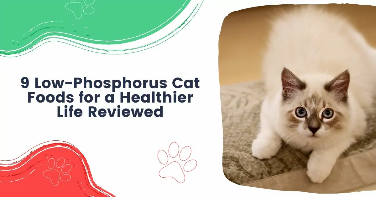 Low-Phosphorus Cat Foods