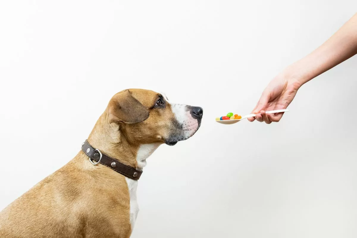 Medicine pills to a dog