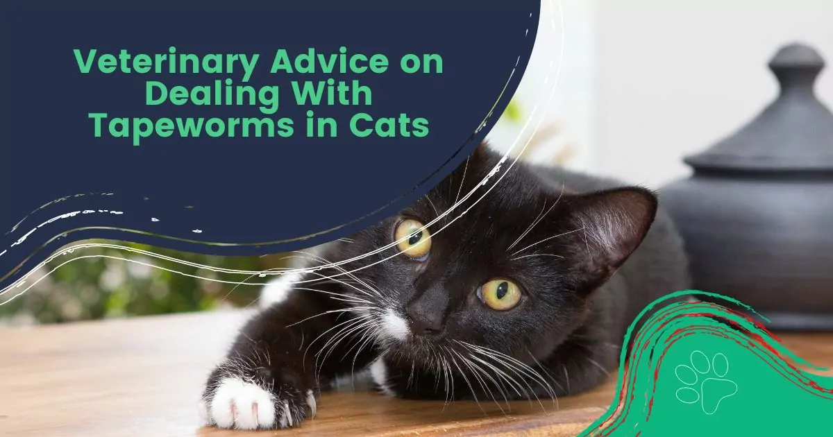 Tapeworms in Cats