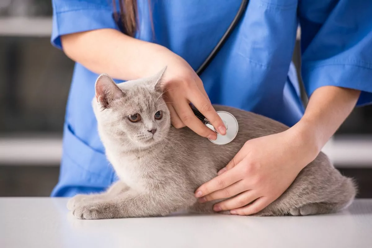 Veterinarian doctor making check up on cat