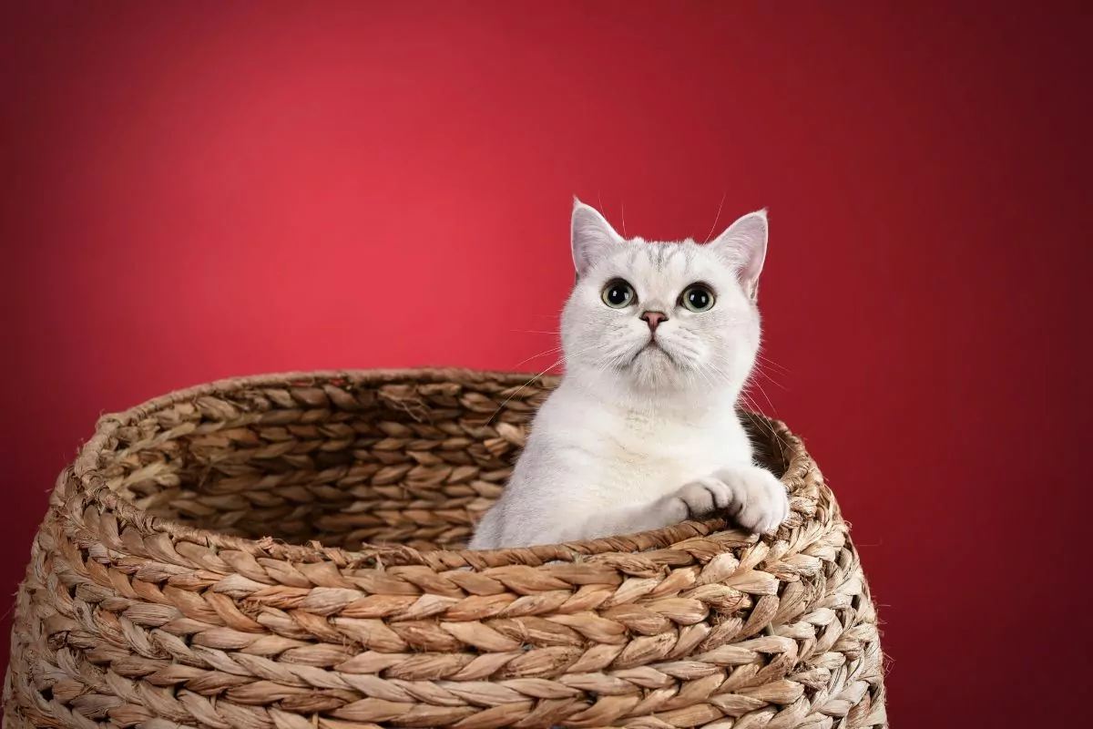 White cat on red background