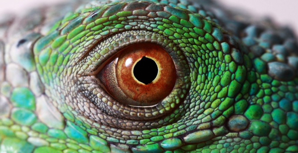 an iguana eye up close