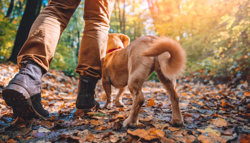 brown dog being walked in nature by owner