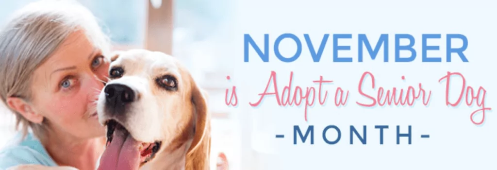 adopt a senior pet month banner