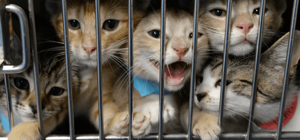a litter of kittens in one cage at an animal shelter