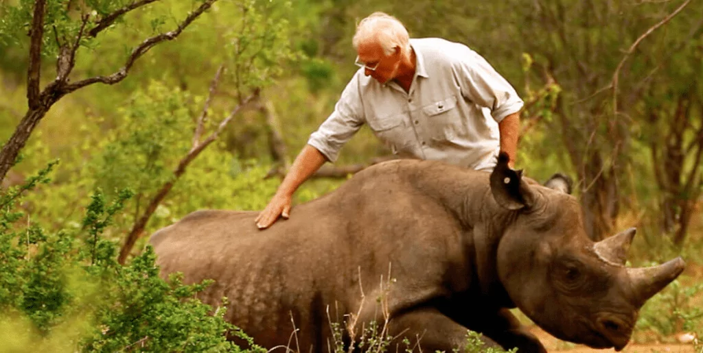 male WWF conservationist examining a black rhino in the bush