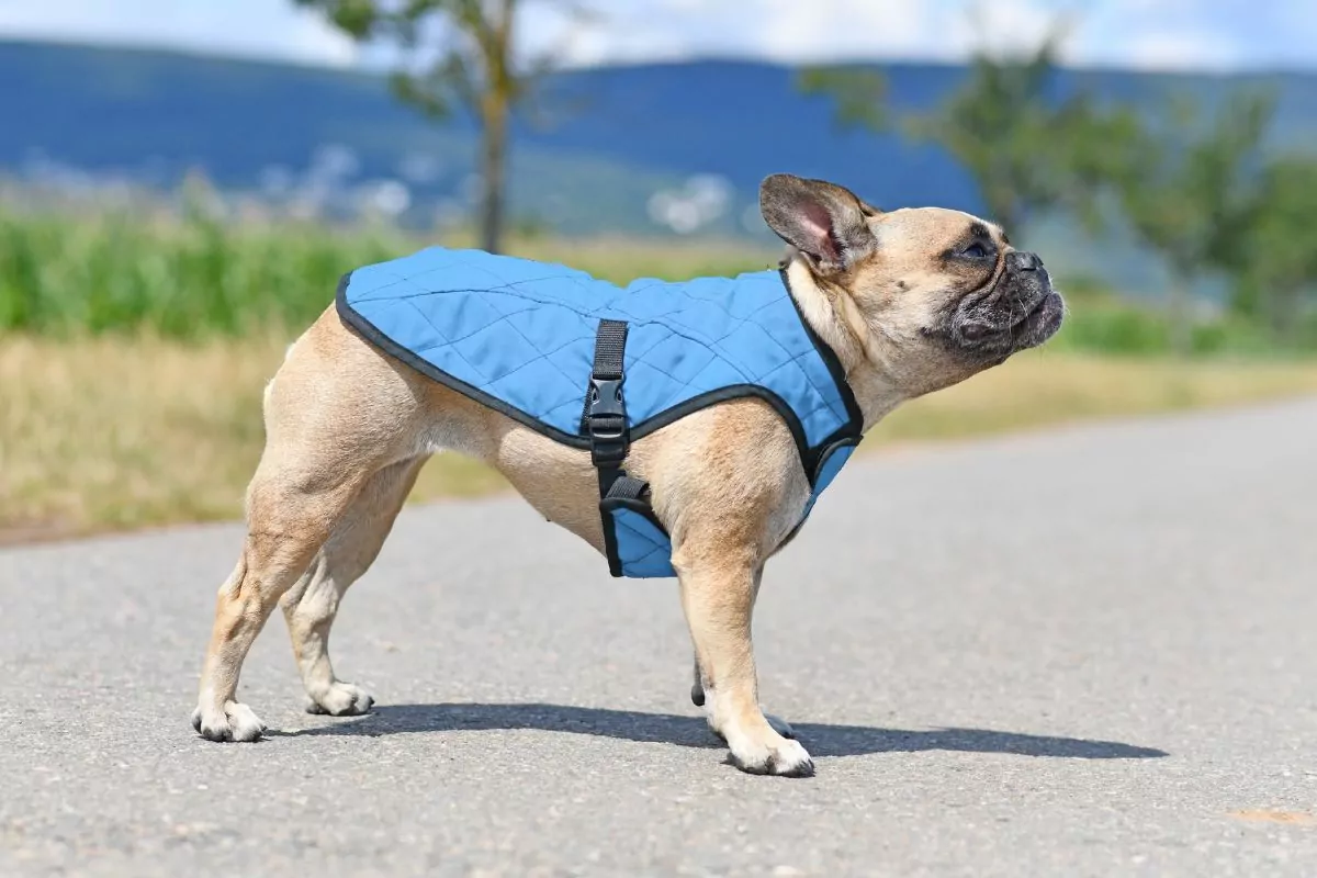 Bulldog wearing blue vest