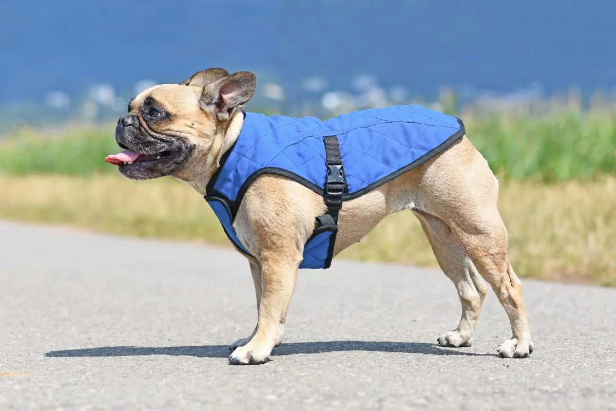 Bulldog wearing cooling vest