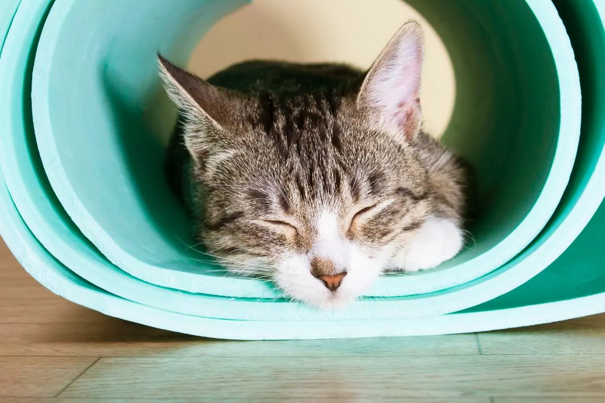 Cat sleeping inside mat
