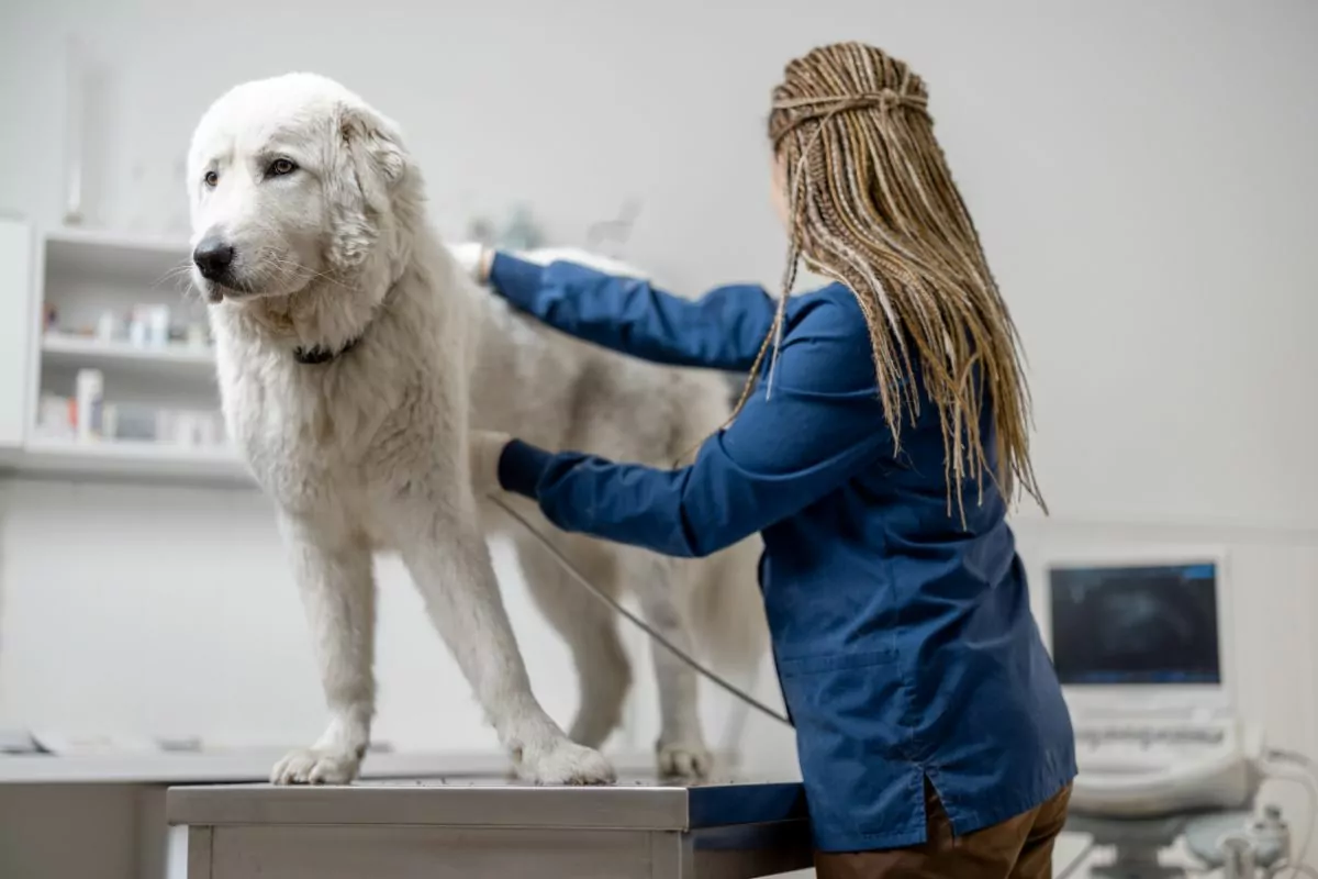 Examining a dog using ultrasound
