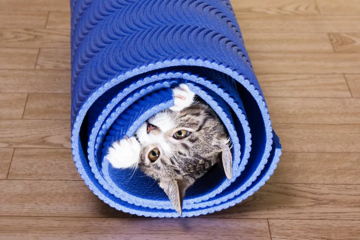 Kitten inside mat