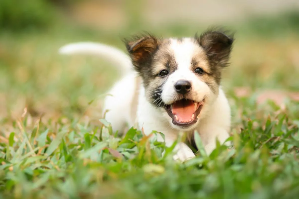 Puppy on green grass