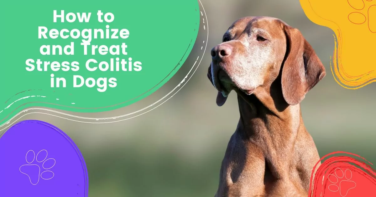 Stress Colitis in Dogs