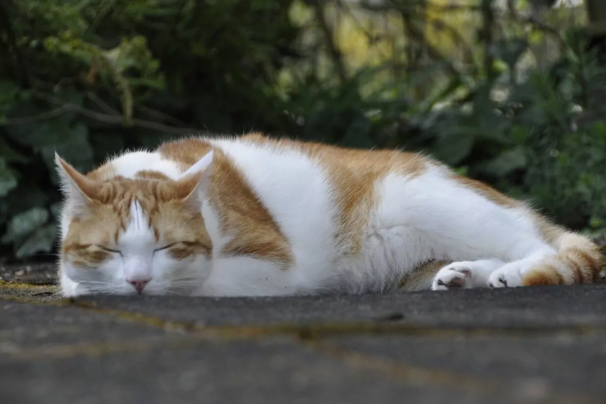 Cat sleeping outdoor