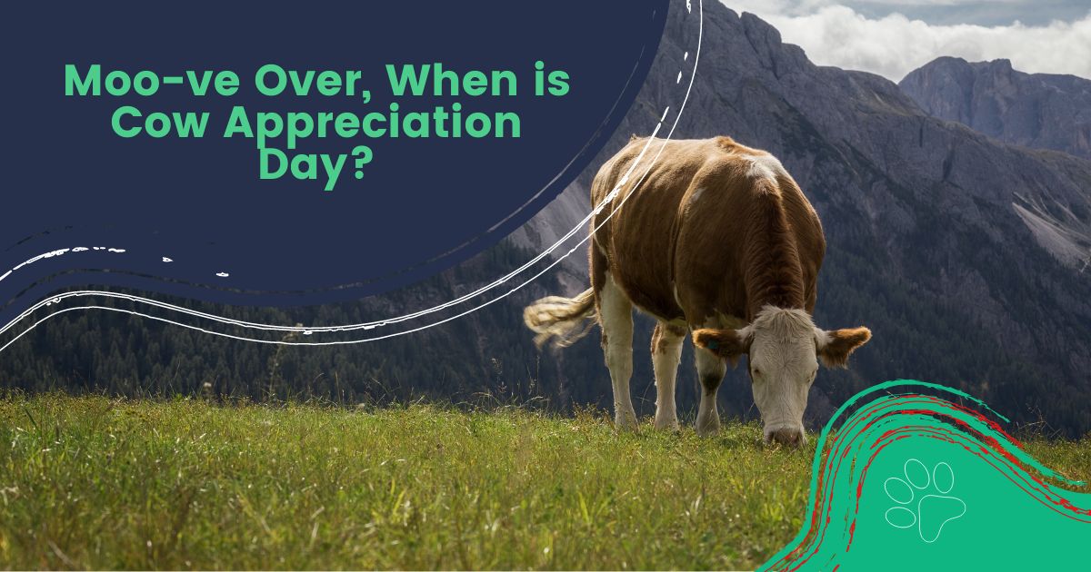 Journée d'appréciation des vaches