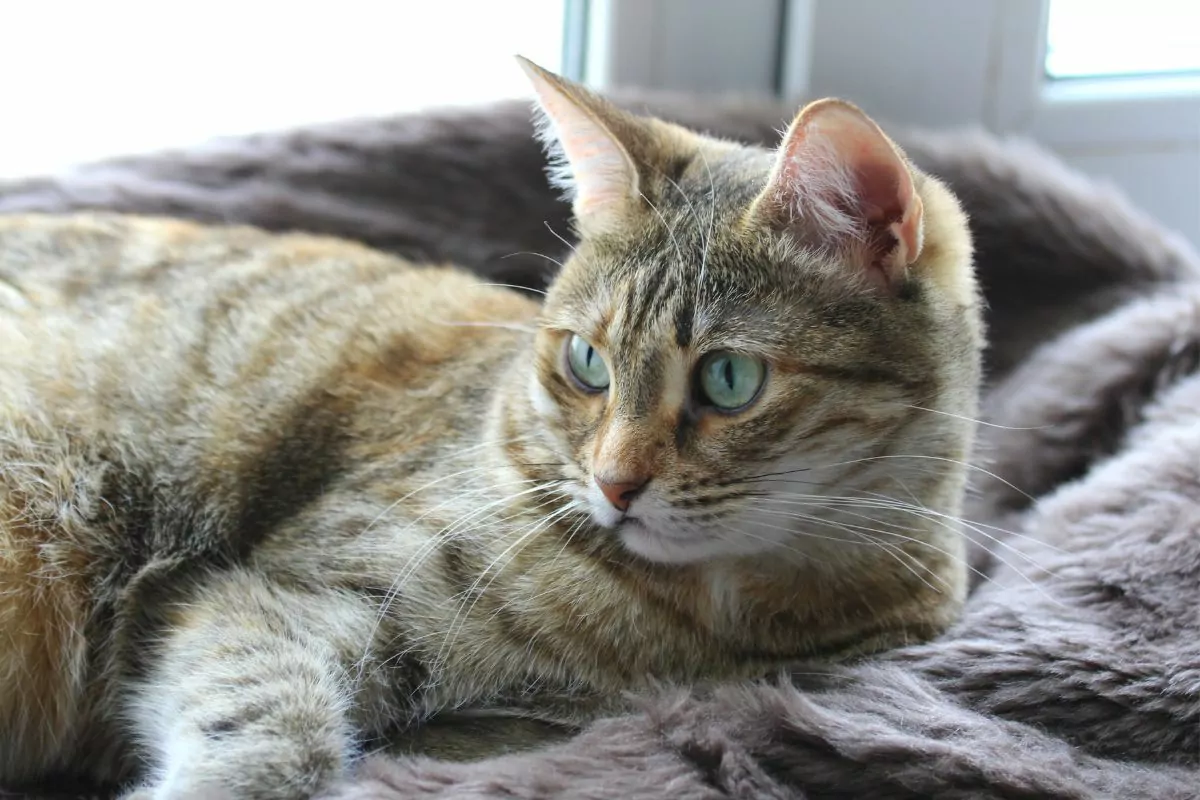 Cute cat lies on a soft blanket