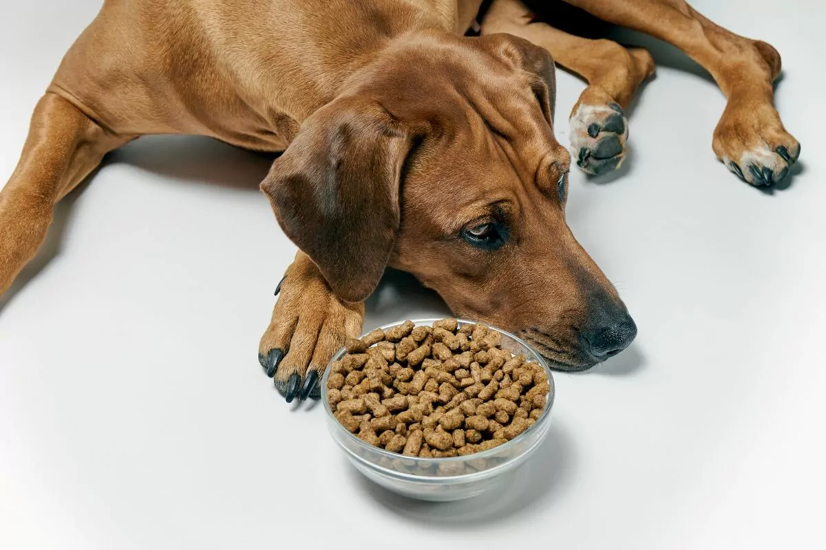 Dog with bowl of dry food