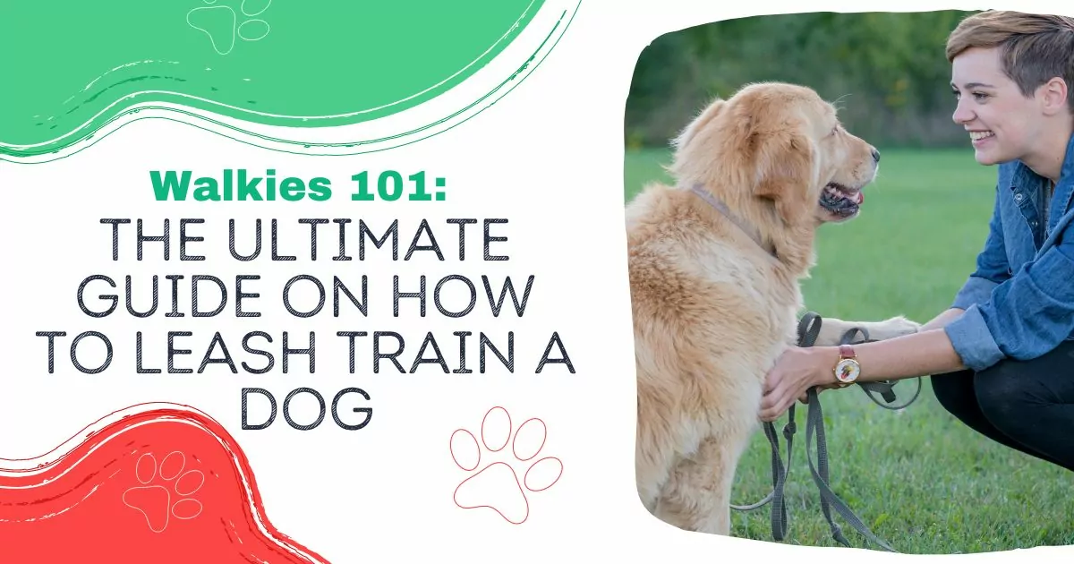 Leash Train a Dog