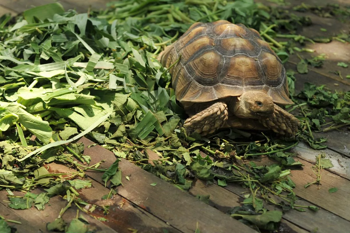 Tortoise eating food