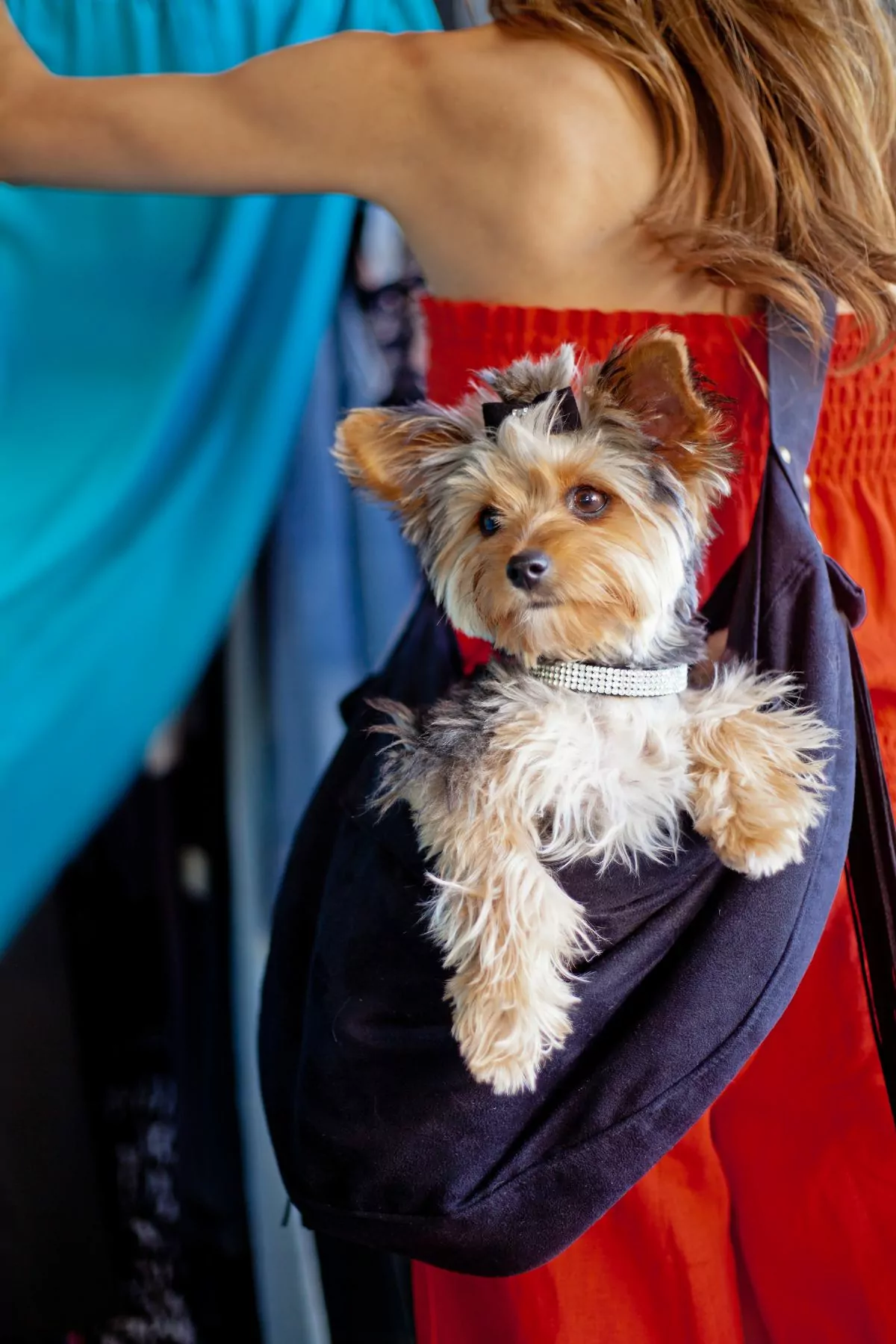Yorkshire Terrier Dog in carrier