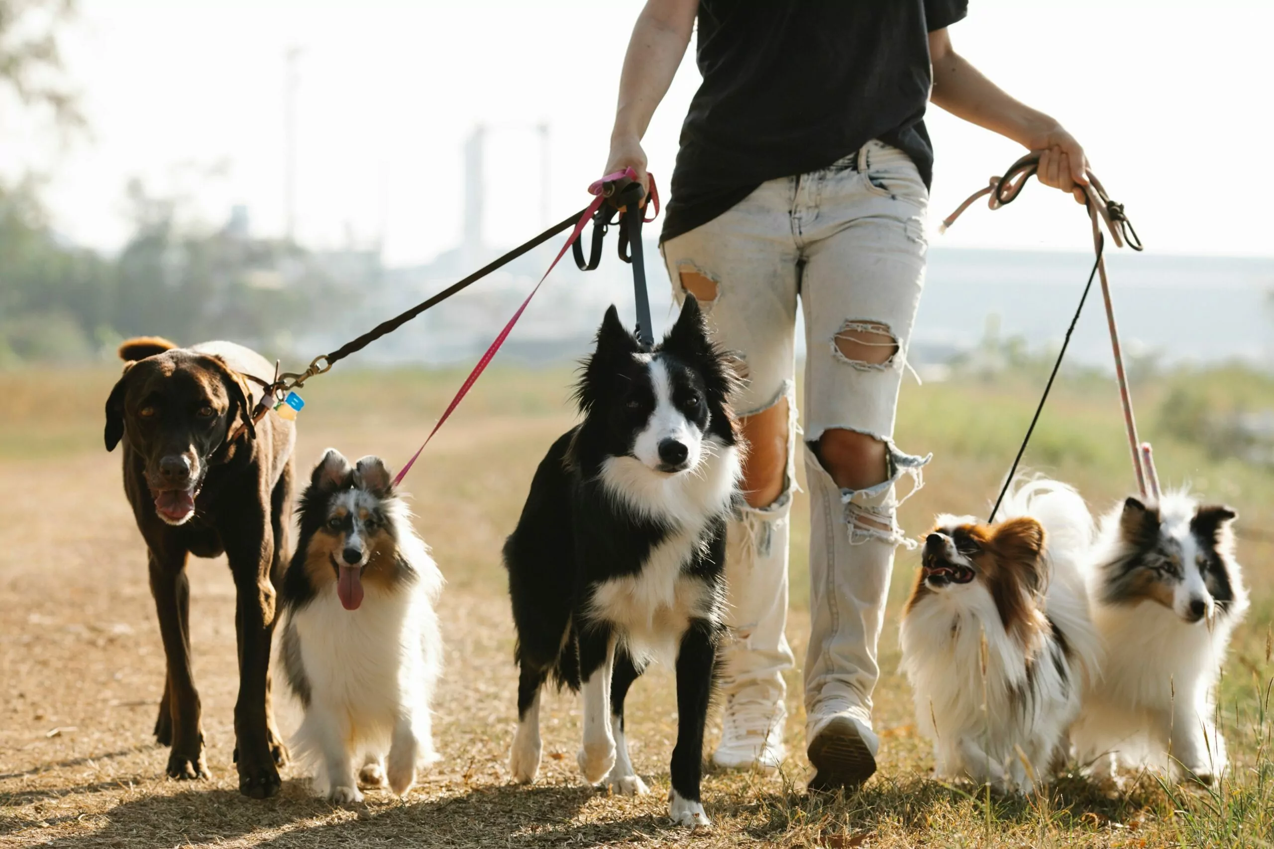 person with torn jeans showing how to leash train a dog